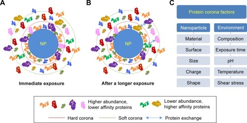Figure 1 The formation of protein corona and exchange of adsorbed proteins over time in biological conditions.Notes: (A) Immediately upon exposure. (B) After a longer exposure time, with displacement of proteins among the hard corona, soft corona, and cellular environment. (C) Major factors affecting protein corona pattern divided into two categorized properties: nanoparticle and environment.Abbreviation: NP, nanoparticle.