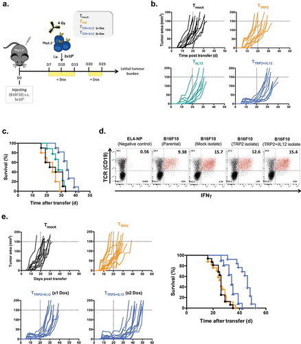 Figure 4. IL-12 overexpression in TCR-engineered T cells delay the development of lethal tumor burden in B16 melanoma-bearing mice.(a) Experimental setup. C57BL/6 (Thy1.2+) female mice bearing 10 days B16F10 melanoma were sublethally irradiated and injected intravenously with 2 × 106 transduced T cells (Thy1.1+) including TTCR, TiIL-12, TTCR+iIL-12 or Tmock cells. All mice received Dox (2mg/ml) in drinking water 2–3 days before T cell transfer and kept on Dox for another 3 days. In another set of experiments, mice that were treated with TTCR+iIL-12 cells were split into two cohorts: one group had single induction of IL-12 (at d10) and the other group had double induction of IL-12 (at d10 and d20 post tumor injection). (b) Tumor size over time post T cell transfer until mice reached lethal tumor burden. (c) Kaplan-Meyer survival plots of mice treated with TTCR, TiIL-12, TTCR+iIL-12 or Tmock cells. P values: Tmock versus TTCR or TiIL-12; p > 0.05 (ns), TTCR versus TTCR+iIL-12; p < 0.0001. Data shown in B and C are cumulative results of at least two independent experiments. Number of mice per group: Tmock, n = 10; TTCR, n = 10; TiIL-12, n = 9; TTCR+iIL-12, n = 11. (d) B16F10 tumors were re-isolated from mice treated with TTCR, TTCR+iIL-12 or Tmock cells at the time point when mice reached lethal tumor burden. The tumor cells were pre-treated overnight with IFNγ-containing medium and co-cultured with TRP2-TCR-transdcued T cells (CD19; TCR reporter marker) for 5hrs in the presence of BFA. Representative dot plots showing antigen-specific production of IFNγ by TCR-positive cells. Parental B16F10 melanoma cells and EL4-NP tumor cells were used as a positive and negative controls, respectively. Cells were pre-gated on live-singlet lymphocytes. (e) B16F10 tumor growth kinetics until mice reached lethal tumor burden (left) and Kaplan-Meyer survival plot of mice received TTCR, TTCR+iIL-12 (1x Dox; single induction), TTCR+iIL-12 (2x Dox; double induction) or Tmock transduced T cells. P values: TTCR versus TTCR+iIL-12 (1x Dox); p = 0.0002, TTCR versus TTCR+iIL-12 (2x Dox); p < 0.0001, TTCR+iIL-12 (1x Dox) versus TTCR+iIL-12 (2x Dox); p = 0.0004 (right). Data shown represent pooled data from three independent experiments. Number of mice per group: Tmock, n = 15; TTCR, n = 17; TTCR+iIL-12 (1x Dox), n = 12; TTCR+iIL-12 (2x Dox), n = 13.