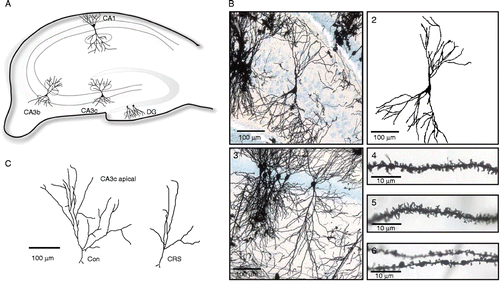 Figure 1.  (A) Schematic diagram of the rat hippocampus; cell morphology and spine density were analyzed in marked areas. (B) Examples of neurons and dendritic fragments from Golgi-Cox stained rat hippocampus (CRS group): 1, microphotograph of CA3c pyramidal cell; 2, reconstruction of the cell seen in 1; 3, microphotograph of CA1 pyramidal cell; 4 and 5, fragments of dendrites from CA1 with visible spines; 6, fragment of a DG granular cell dendrite. (C) Illustration of CA3c pyramidal cell apical branches from the control and the CRS group, respectively.