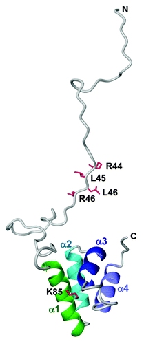 Figure 1. The NMR-derived model structure of AVR3a with the RXLR motif. The residues for the RXLR motif (R44, L45, L46 and R47) and PIP binding (K85) are mapped on the ribbon diagram as red sticks.