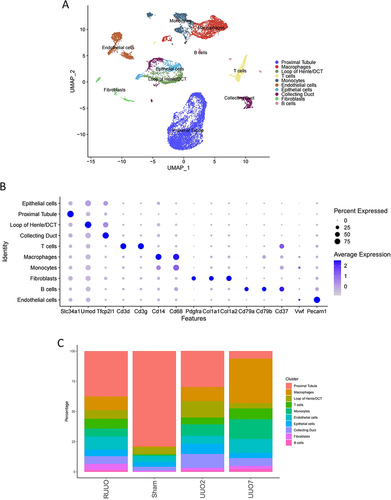 Figure 8 (A) Clustering all cells filtrated from GSE140023. UMAP of the aligned gene expression from the four groups. (B) The expression level and expression percentage of marker genes are illustrated on the dot plot. (C) The proportion of cell clusters in four groups.