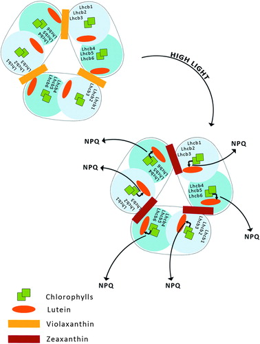 Figure 4. Aggregation-dependent indirect quenching of overexcitation by LHCII. The conformation change produces energy transfer from Chl a to a lutein.