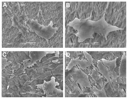Figure 5 (A and B) Adhesion of MG63 osteoblast-like cells on day 1 on the e-PTFE membrane (SEM * 400)/(SEM * 1000). (C and D) Attachment of MG63 osteoblastlike cells on day 5 day on the e-PTFE membrane (SEM * 400)/(SEM * 1000).Abbreviations: e-PTFE, expanded poly tetrafluroethylene; SEM, scanning electronic microscope.