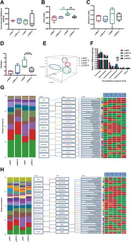 Figure 7 Fecal bacterial diversity in colon. Gut microbiota communities in difference groups fecal samples were collected from colon of y-WKY (n=4), y-WKY-S (n=5), y-SHR (n=5) and y-SHR-S (n=5) rats and bacterial 16S rDNA were amplified and sequenced to analyze the compositions of microbial communities. (A–C) Fecal biomass and microbial richness and diversity of different groups were evaluated. (D)The Firmicutes to Bacteroidetes ratio (F/B ratio) was observed between the four clusters. (E) Principal coordinate analysis of different groups. Weighted uniFrac analyses were used to calculate the distances between fecal samples among different groups. Each axis percentage describes how much variation that 1-dimension accounts for. By comparing the samples in a 3-dimensional figure, a clear separation was observed between the four clusters. (F) Phylum breakdown of the five most abundant bacterial communities in the difference groups fecal samples. An increase of Firmicutes along with a decrease of Bacteroidetes resulted in a dysbiosis signature of colon microbiota in y-SHR rats. A significant increment changes of the Actinobacteria phylum correlated with a higher diversity value. (G and H) Differences of the top 30 bacteria between different groups at the level of family and genes, red means increase, green means decrease, blue means no difference. Results were compared by Unpaired t-test; *p < 0.05, **p < 0.01 (Black y-SHR-S vs y-WKY, Green y-SHR vs y-WKY); ##p < 0.01 (y-SHR-S vs y-SHR); Δp < 0.05, ΔΔp < 0.01 (Black y-SHR-S vs y-WKY-S, Green y-SHR vs y-WKY-S).