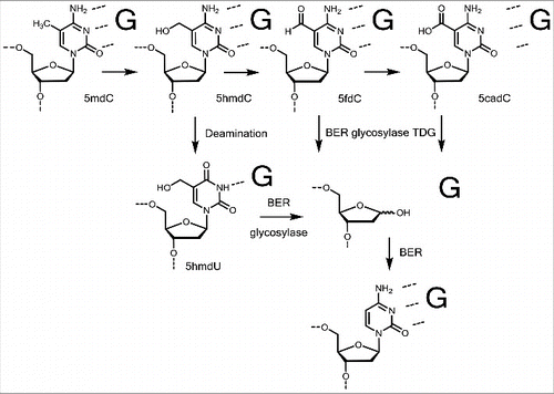 Figure 5. Active demethylation via base excision repair. Two possibilities are discussed: A direct removal of 5fdC and 5cadC in xdC:dG base pairs or removal of a deaminated 5hmdU in a 5hmdU:dG mismatch by BER glycosylase.