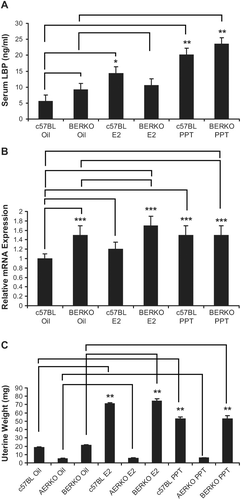 Figure 5.  BERKO mice treated with PPT for 4 days increase serum LBP, liver mRNA LBP expression, and uterine weight. (A) c57BL and BERKO mice treated with vehicle, E2, and PPT for 4 days. c57BL mice treated with E2 led to a significant increase of 2.6-fold in serum LBP (measured by ELISA) when compared to the vehicle (oil) group. c57BL mice treated with PPT demonstrated a significant increase of 3.6-fold in serum LBP compared to the vehicle (oil) group. BERKO mice treated with E2 (10.6 ng/mL) resulted in a slight increase of serum LBP when compared to the BERKO’s treated with the oil vehicle (9.2 ng/mL). BERKO mice treated with PPT showed a significant 2.6-fold increase in comparison to the BERKO vehicle (oil). (B) Mouse liver mRNA LBP expression was measured (real-time RT-PCR), a 1.2-fold increase was exhibited in c57BL mice treated with E2 when compared to the c57BL vehicle (oil) while a significant 1.5-fold increase was seen in c57BL mice treated with PPT when compared to the c57BL vehicle (oil) mice. BERKO mice treated with sesame oil demonstrated a significant 1.5-fold increase of LBP mRNA expression when compared to the c57BL mice treated with vehicle (oil). BERKO mice treated with E2 led to a 12% increase in LBP mRNA expression when compared to BERKO mice treated with vehicle (oil). BERKO mice treated with E2 compared to the c57BL mice treated with vehicle (oil) yielded a 1.7-fold significant increase. BERKO mice treated with PPT and BERKO mice treated with vehicle (oil) express approximately the same amount of LBP mRNA. BERKO mice treated with PPT express a 1.5-fold significant increase compared to the c57BL treated vehicle (oil) mice. (C) c57BL mice treated with E2 resulted in a 3.8-fold significant increase in uterine weight while PPT treatment resulted in a 2.8-fold significant increase (compared to c57BL mice treated with sesame oil vehicle). BERKO mice treated with E2 or PPT demonstrated 3.5 and 2.5-fold significant increases respectively (compared to BERKO mice treated with oil vehicle). AERKO mice treated with vehicle (oil), E2, or PPT led to no differences in uterine weight. Error bars indicate standard error of the mean. *, p = 0.004; **, p < 0.001; and ***, p < 0.05. Lines indicate pairwise comparisons.