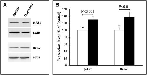 Figure 4. Changes in Akt activity and Bcl-2 expression in 3D fibroblast culture after quercetin treatment. (A) Representative images from Western blotting, performed with total lysates from non-treated (Control) and quercetin-treated (Quercitin) fibroblasts and antibodies against phosphorylated (pAkt) and total (tAkt) forms of Akt and B cell lymphoma 2 protein (Bcl-2). Reaction with actin antibody (actin) was used as internal control for loading. (B) Quantification of the results from Western blotting, presented as percentage change in quercetin-treated cells (black bars) compared to control non-treated cells (white bars) taken for 100%. Total Akt and actin were used as internal controls for determination of the percentage changes in pAkt and Bcl-2 correspondingly. Error bars represent ± SD. The results are from at least three independent experiments.