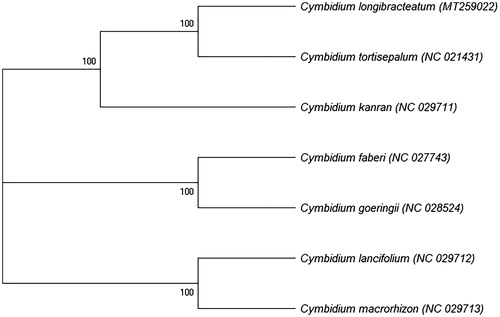 Figure 1. Maximum-likelihood phylogenetic tree based on 7 complete chloroplast genome sequences of Cymbidium. Numbers in the nodes indicate the bootstrap support values from 1000 replicates.