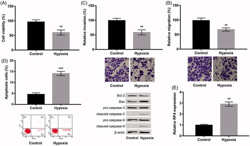 Figure 1. Hypoxia induced injury in H9c2 cells. (A) Cell viability, (B) cell migration; (C) cell invasion; (D) cell apoptosis and the expression of apoptosis-related proteins. The experiments were repeated three times. (E) Hypoxia promoted the expression of RP4 in H9c2 cells. The experiment was repeated three times. Data are expressed as mean ± SD. **p < .01 compared to control.