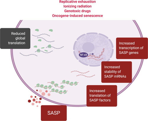FIG 4 The SASP requires coordinated transcriptional and posttranscriptional regulation, including translational control. The SASP is induced in virtually all types of senescence. The production of SASP factors requires increased transcription, stabilization, and translation of mRNAs encoding SASP factors (“SASP mRNAs”). In light of the overall reduction of global translation in senescent cells, selective mechanisms that are as yet poorly understood specifically promote the biosynthesis of SASP factors during senescence.