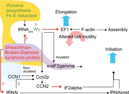 Figure 4 Hypothetical functions of SBDS protein, and their effect on chemotaxis. Clouds represent gene proximity in different groups of organisms, ie, vertebrates (yellow), Ciona intestinalis (blue), and Plasmodium falciparum (purple).