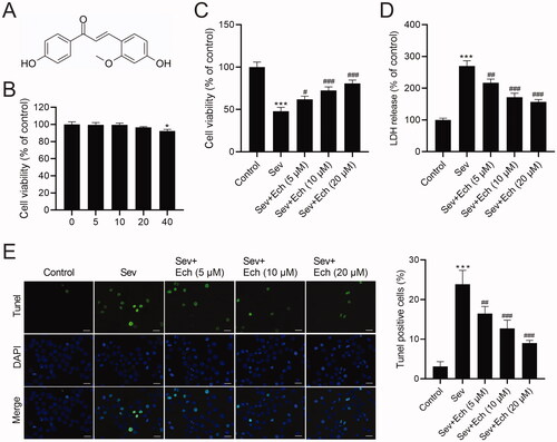 Figure 1. Ech mitigates Sev-induced apoptosis in hippocampal neurons. (A) The chemical structure of Ech. (B and C) The cell vitality was analysed by MTT assay. (D) The LDH release was detected by the commercial kit. (E) The apoptosis was assessed by the Tunel assay. Compared with the control group, *p < 0.05, ***p < 0.001. Compared with the Sev group, #p < 0.05, ##p < 0.01, ###p < 0.001.