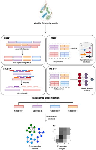 Figure 2. Overview of taxonomy profiling methods for metagenomics, the diagram depicts the various taxonomy profiling methods for whole meta-genome sequencing (WMS), including assembly-based (ABTP), compositional (CMTP), mapping- or alignment-based (M-ABTP), and machine learning-based methods (ML-BTP). In ABTP, similar sequenced fragments are assembled into contigs; similar contigs form bins, and finally, they result in MAGs. In CMTP, a subset of sequences from WMS, like conserved marker genes, are used that are unique for a specific clade of species, which are searched in taxonomy marker databases. In M-ABTP, all the WMS are mapped or aligned against a reference database of known microbial genomes, and in ML-BTP, different advanced computational algorithms and statistical models are used. Further, downstream analyses like co-expression and expression network generation can be performed on sequences that have already been assigned to specific clades.