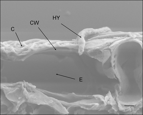 Figure 4. Scanning electron micrograph of a Discula destructiva hypha (HY) directly penetrating through the Cornus florida ‘Cloud 9’ leaf cuticle (C) and cell wall (CW) into epidermal cells (E) at 3 DAI. Bar = 2 μm.