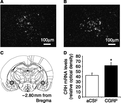 Figure 4 Representative dark field images of CRH mRNA expression in the central nucleus of the amygdala (CeA) in ovariectomized rats in response to (A) aCSF (4 μl icv) or (B) CGRP (1.5 μg icv). (C) Diagram showing the location of the CeA in a rostral coronal section of the rat brain indicated by the shaded area; one side is shown in A, B. (D) Summary of the effect in ovariectomized rats of central CGRP on CRH mRNA expression in the CeA when compared with aCSF-treated (control) rats. CRH mRNA levels are expressed as integrated density, and were calculated by comparing the optical density due to silver grain over the CeA to that of the background, using the analysis package Scion Image. * p < 0.05 versus aCSF-injected control rats. n = 7–8 rats per group.