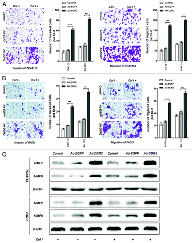 Figure 4. Overexpression of DDR2 enhances the invasion and migration in HNSCC cells. (A and B) Tca8113 and FaDu cells (parental, EGFP-, and DDR2-transduced) were incubated in serum-free medium with or without 2 µg/mL type I collagen (Col I) for 24 h. The histogram represents the average number of invaded and migrated cells in five random low-power fields (200×). The numbers from the control groups were used as control. Statistical significance was evaluated with the Student t test. Results display the mean ± SD. ***P < 0.001. (C) The cells in (A) were subjected to analysis of protein expression of MMP-2 and MMP-9 using western blot.