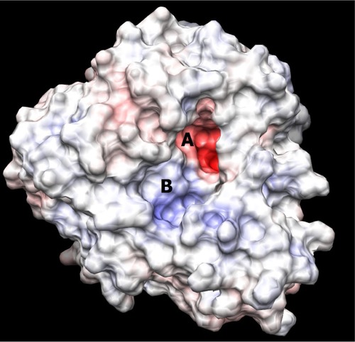 Figure 2 Picture depicting the two regions of the H1N1 neuraminidase binding site. The red region (A) is the electronegative region, where the amine-rich functional groups of ligands bind, and the large blue region (B) a large electropositive zone. The deep binding pocket (A) could host many kinds of ligands, but high affinity can be obtained only when there is a well defined functional group interaction (electrostatic and/or structural).