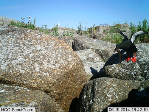 Figure 2. Example of a picture taken by a camera trap, showing a Black Guillemot returning to the nest with a Viviparous Eelpout.