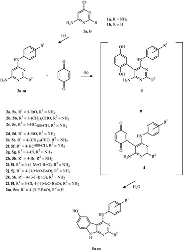 Scheme 1. Formation of the 4-anilino substituted pyrimidines 2 and the 4-anilino substituted target compounds 5: (a) 2–4 h, 135 °C; (b) 3–6 h, reflux, EtOH, and AcOH.