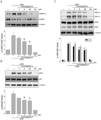 Figure 4. Furomagydarin A reduced LPS-induced C/EBP, p38MAPK or JNK phosphorylation in RAW264.7 macrophages. Cells were treated with furomagydarin A for 30 min, followed by the treatment with LPS (100 ng/ml) for another 30 min. The extent of C/EBP (A), p38MAPK (B) or JNK (C) phosphorylation was determined by immunoblotting. Each column represents the mean ± SEM of six independent experiments. *p < 0.05, compared with the control group; #p < 0.05, compared with the group treated with LPS alone.