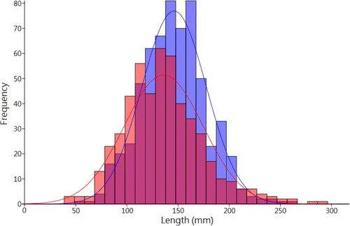 Figure 6. Histogram of handaxe length for Kilombe (blue) and the replica tools (red). A longer (skewness) and heavier (kurtosis) tail to the right can clearly be observed in the modern handaxe assemblage.