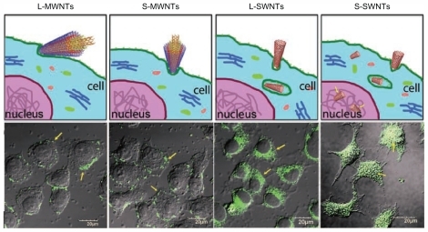 Figure 5 Confocal microscopy shows that the single-walled carbon nanotubes have the ability to be internalized into the cells whereas the multiwalled carbon nanotubes are excluded from the interior. Also in terms of the influence of the size it has been shown that the long single-walled carbon nanotubes are localized only in the cytoplasm but the short single-walled carbon nanotubes are transported into the nucleus.Citation50Adapted from Kang et al: Cell response to carbon nanotubes: Size-dependent intracellular uptake mechanism and subcellular fate. Small. 2010. Vol. 6. pp. 2362–2366. Copyright Wiley-VCH Verlag GmbH & Co KGaA. Reproduced with permission.