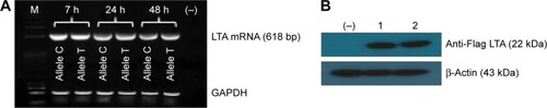 Figure 2 Expression analysis of T and C alleles of LTA rs2229094 polymorphism.