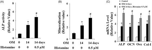 Figure 5. Histamine promoted the differentiation and mineralization of MC3T3-E1 cells. MC3T3-E1 cells were cultured with osteogenic medium (OM) in the presence or absence of Histamine at 0.5 µM for 14 days. (A). Histamine promoted OM-induced increase in ALP activity; (B). Alizarin Red staining assay revealed that Histamine promoted OM-induced mineralization of MC3T3-E1 cells; (C). Real-time PCR analysis demonstrated that Histamine promoted the gene expression of ALP, OCN, Osx, and Col-I (*, #, P < .01 vs. previous column group).