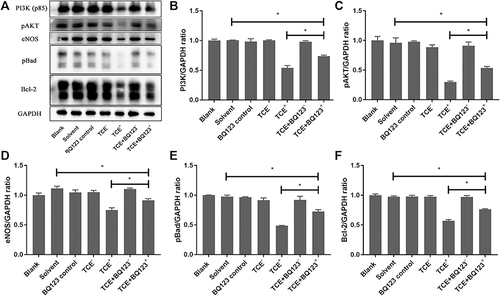 Figure 6 Protein levels of PI3K, pAKT, eNOS, pBad and Bcl-2. (A) showed the Western blot results of renal PI3K, pAKT, eNOS, pBad and Bcl-2. (B–F) showed the optical density values of PI3K, pAKT, eNOS, pBad and Bcl-2, respectively. Compared to solvent control group, PI3K, pAKT, eNOS, pBad and Bcl-2 protein levels were significantly decreased in TCE sensitized positive group (P<0.05), but increased in TCE+BQ123 sensitized positive group by treating with BQ123 compared to TCE sensitized positive group (P<0.05). *P<0.05.