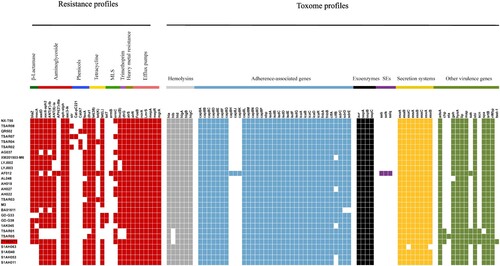 Figure 3. The heatmap of antibiotic resistance gene proﬁles and virulence genes across the 28 ST9 S. aureus isolates. Coloured blocks represent the presence of genes and white blocks represent absence. The horizontal colour bar from left to right represents the involved genes in β-lactamase, aminoglycoside, phenicols, tetracycline, MLS, trimethoprim, heavy metal resistance, efflux pumps, haemolysins, adherence-associated genes, exoenzymes, staphylococcal enterotoxins, secretion systems, and other virulence genes. The strain ZY462471 used in this study was marked with red colour. The detailed information of other 27 ST isolates was shown in Table 1.