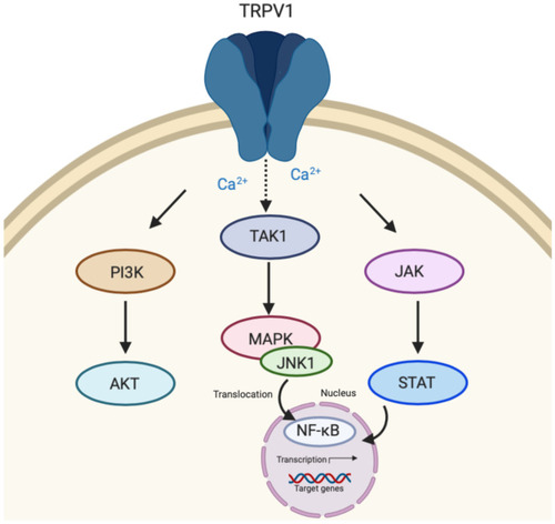 Figure 3 Transient receptor potential vanilloid 1 (TRPV1) signaling. TRPV1 activation initiates down-stream signaling of three major pathways including PI3K/AKT. Transforming growth factor-activated kinase 1 (TAK-1) dependent c-jun terminal kinase (JNK)/MAPK and Janus kinase/signal transducers and activators of transcription (JAK/STAT) signaling cascades may also be activated as a result of TRPV1 activation leading to nuclear factor-κB (NF-κB) activation within the nucleus and transcription of target genes.