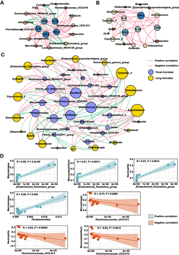 Figure 9 Correlation of specific microbes with inflammation responses affected by DSS and GQD treatments. Network plots of differentially abundant genera (represented by nodes) that are significantly associated with inflammatory cytokines and chemokines in the colon (A) and lung (B). (C) Network plot of the correlations between colonic and lung key microbes. Spearman correlation coefficients were determined using the “psych” package in R (version 3.3.1). A positive correlation between nodes is indicated by green connecting lines, but a negative correlation by pink. Spearman correlations with the P value of more than 0.05 were not shown. Gephi (version 0.9.2) was used to visualize these network graphs. (D) Significant associations between key genera and immune cells in the colon were calculated by Spearman correlation pipeline. No significant connections were observed between microbes and immune cells in the lung.