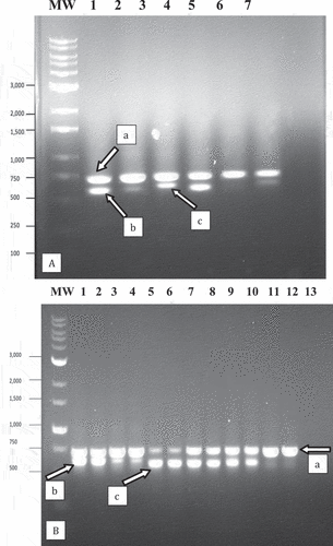 Fig. 4 PCR analysis of samples originating from cannabis and hop leaf tissues infected with powdery mildew using universal eukaryotic primers for the ITS1-5.8S-ITS2 region of ribosomal DNA. (a) Cannabis leaf tissues infected by Podosphaeria macularis (lane 1) showing amplification of plant DNA (band at ca. 750 bp labelled ‘a’) and pathogen DNA at ca. 650 bp (labelled ‘b’). Lanes 2 and 3 = Banding pattern from leaf tissues infected by Golovinomyces ambrosiae showing a band at ca. 700 bp corresponding to fungal DNA (labelled ‘c’). Lane 4 = Leaf tissues infected by P. macularis. Lane 5 = Healthy leaf tissues. Lane 6 = Leaf tissues infected by G. ambrosiae. Lane 7 = control (no DNA). (b) Lanes 1 and 2 = Young leaf tissues infected by G. ambrosiae. Lanes 3 and 4 = Old leaf tissues infected by G. ambrosiae. Lanes 5 and 6 = Hop leaves infected by P. macularis showing band at ca. 650 bp corresponding to pathogen DNA (labelled ‘c’). Lanes 7–10 = Old cannabis leaves heavily infected by P. macularis. Lanes 11 and 12 = Young cannabis leaves with small colonies of P. macularis. Lane 13 = control (no DNA).