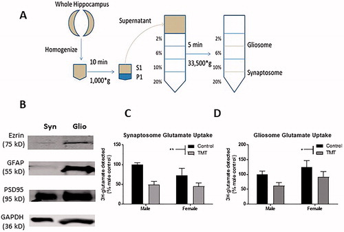 Figure 3. Effect of TMT on glutamate uptake. (A) Diagram of differential centrifugation. (B) Fraction integrity – expression of ezrin and GFAP, proteins associated with distal and primary astroglial processes were essentially absent from synaptosomal fractions, but PSD95 a postsynaptic marker was enriched in the synaptosome fraction, but also expressed in the gliosomal fraction. (C) Glutamate uptake was dampened in synaptosomes prepared from TMT-exposed animals, an effect which was driven by a larger effect in the male hippocampus. (D) Exposure to TMT also dampened glutamate reuptake in gliosome-enriched fractions, though no post hoc differences were detected. **p < .01 denotes post hoc difference (Sidak’s multiple comparisons test) relative to control animals of the same sex.