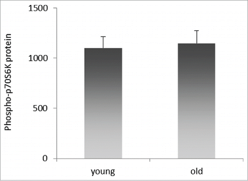 Figure 6. Relative levels of phospho-p70S6K protein in PBMCs of young and old blood donors. Quantities were determined by ELISA in total cell lysates of PBMCs isolated from young and old blood donors, and are expressed as pg/ml per mg total protein. Error bars denote SEM (n = 38 and n = 34, respectively).