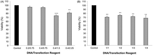 Figure 5. MTT viability assay. Effects of Attractene™ (A) and X-tremeGENE HP™ (B) on metabolic activity of AGS cells was determined by MTT viability assay using Cell Proliferation Kit (Roche, Basel, Switzerland). The cells were incubated with different ratios of DNA/transfection reagent for 24 h and after removing culture media for LDH leakage assay the same culture plates were applied for MTT test according to manufacturer's instructions. Each value represents the SEM of triplicates. Asterisks (*) indicate statistical significance when comparing with viability of control cells; **p < .01 and ***p < .001.