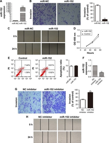 Figure 2 Overexpression of miR-152 inhibits the invasion and migration of NPC cells. (A) Expression of miR-152 in CNE-2 cells transfected with negative control (miR-NC) or miR-152 mimic was detected using relative real-time PCR. ***P<0.01, compared with control. (B) Transwell assays demonstrated that restoration of miR-152 suppressed invasion of CNE-2 cells. **P<0.01, compared with control. (C) Wound healing assay showed that overexpression of miR-152 significantly repressed the migration of CNE-2 cells. (D) Cell counting kit-8 assays showed that overexpression of miR-152 had no effects on cell proliferation in CNE-2 cells. (E) Flow cytometry analysis showed that overexpression of miR-152 had no effects on cell apoptosis in CNE-2 cells. (F) Expression of miR-152 in CNE-2 cells transfected with negative control (NC inhibitor) or miR-152 inhibitor was detected using relative real-time PCR. **P<0.01, compared with control. (G) Transwell assays illustrated that downregulation of miR-152 promoted invasion of CNE-2 cells. **P<0.01, compared with control. (H) Wound healing assay showed that downregulation of miR-152 significantly promoted the migration of CNE-2 cells.