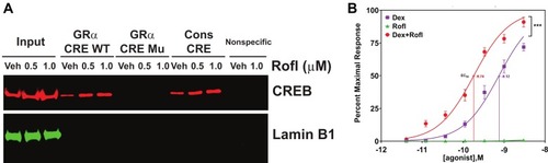 Figure 3 Rofl stimulates GRα promoter activity and induces GRα transcriptional activity. (A) Promoter activity. COPD HBE cells were treated with Rofl (0.5 or 1 µM) or Veh for 6 h, and then nuclear extracts were obtained and incubated with the indicated biotinylated double-stranded oligonucleotides corresponding to the following: WT or Mu GRα-CRE, the consensus CRE (positive control), or a nonspecific sequence (negative control). Bead-bound oligonucleotide-protein complexes were eluted and subjected to Western blotting to identify the presence of CREB. Western blotting for Lamin B1 was used as a control for non-specific interaction. Nuclear extracts without added nucleotides were loaded as input. (B) Transcriptional activity. GRα reporter cells were treated with the indicated concentrations (0–3 nM) of Rofl, Dex, or a combination of both for 24 h. GRα transcriptional activity, shown as the percent maximal response, was then measured using a GRα-specific reporter assay. Concentration-response curve fitting was performed by non-linear regression. Results were reproduced independently at least twice. Data are expressed as means ± SD; n = 3, ***P < 0.001.