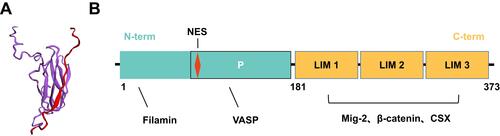 Figure 1 The Structure of Migfilin. (A) Solution NMR structure of the Filamin-Migfilin complex (PBD ID: 2K9U; Red, Migfilin; Purple, Filamin). (B) Schematic of domains and motifs of Migfilin protein. Migfilin comprises three LIM domains at the C-terminal region (C-term) and one proline-rich sequence at the N-terminal region (N-term), which occupy 51.8% and 48.2% of the full length, respectively. Migfilin is able to interact with Filamin and vasodilator-stimulated phosphoprotein (VASP) via its N-terminal region and proline-rich region (P), respectively. There also exists a nuclear export signal (NES) sequence in the proline-rich region, allowing Migfilin to shuttling between the cytoplasm and the nucleus. In addition, through the LIM 1/2/3 domains, Migfilin can interact with Mig-2, β-catenin and the cardiac-specific transcription factor CSX.