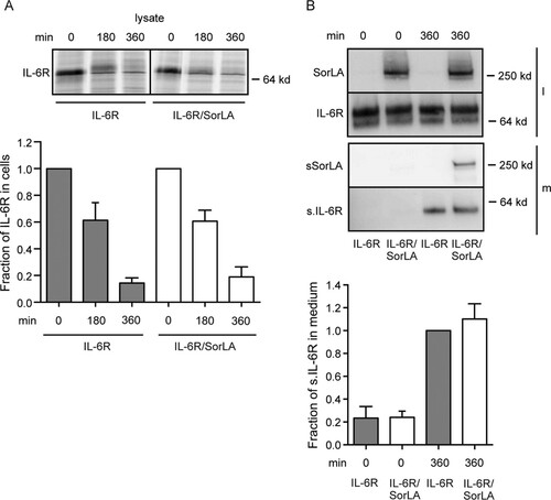 FIG 7 Cellular half-life and shedding of IL-6R upon coexpression with SorLA. (A, upper panel) HEK293 cells expressing IL-6R or IL-6R/SorLA were biolabeled (4 h, 37°C) with [35S]cysteine and [35S]methionine in the presence of brefeldin A, washed, and incubated in warm medium (37°C). At the indicated time points, IL-6R was immunoprecipitated from cell lysates and analyzed by reducing SDS-PAGE and autoradiography. The lower panel (histograms) shows quantification of band densities (means ± SEM) in three similar experiments. Results are given relative to results obtained at zero time (assigned the value 1). (B) IL-6R and SorLA in medium and cell lysates of HEK293 single and double transfectants. The cells were incubated in culture medium for 0 or 360 min, and the content of IL-6R and SorLA found in the medium (m) and in the cell lysate (l) was detected by Western blotting and quantified by using densitometry of the specific bands. The histogram (B, lower panel) shows the estimated amounts of shed IL-6R (found in the medium) relative to the amount of IL-6R found in the medium of IL-6R single transfectants at 360 min of incubation. Each column represent mean values, and bars indicate the SEM (n = 5).