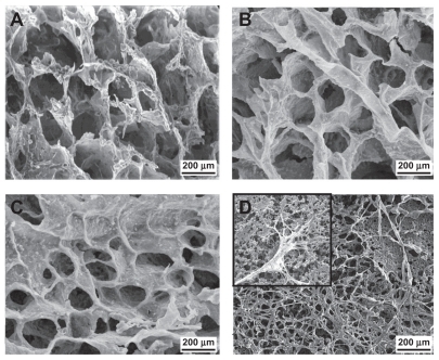 Figure 2 Typical scanning electron microscopy images of polyurethane scaffolds. (A) PUA1; (B) PUA2; (C) PUA3 and (D) SEM of human fibroblasts on polyurethane scaffold after 7 days culture on PUA3.