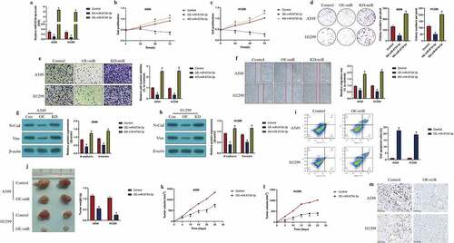 Figure 2. The effects of miR-6734-3 on the malignant phenotypes in NSCLC cells. (a) Delivery of miR-6734-3p mimic and inhibitor into the NSCLC cells. (b, c) At 0 h, 24 h, 48 h and 72 h post-culture, CCK-8 assay was conducted to evaluate cell proliferation. (d) Colony formation assay was performed to reflect cell growth. (e, f) The transwell assay and wound scratch assay were performed to evaluated cell mobility. (g, h) The protein levels of EMT associated biomarkers were examined by Western Blot. (i) Measurement of cell apoptosis ratio by FCM. In vivo animal experiments validated that miR-6734-4p inhibited (j) tumor weight and (k, l) volume in animal models. (m) Localization and expressions of Ki67 protein were examined by IHC in mice tumor tissues. Individual experiment had 3 repetitions, and *P < 0.05