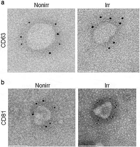 Figure 3. Immuno-gold EM of EV markers. Immuno-gold-labelling EM confirms 50–100 nm vesicles, referred to as EVs. Immuno-gold labelling with (a) CD63 and (b) CD81 on ultrastructure of EVs appeared comparable for those derived from non-irradiated and irradiated BM-MSC. Scale bar indicates 50 nm. These micrographs are representative of over two dozen such images using EV fractions derived from three donors. Nonirr, non-irradiated; Irr, irradiated.