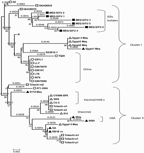 Figure 2. Phylogenetic analysis based on nucleotide sequences of the meq gene of Gifu isolates and other reference MDVs. The phylogenetic tree was constructed using MEGA version 6.0 by the N-J method with 1000 bootstrap replicates.