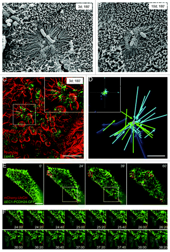 Figure 2. EPEC stimulates directed microvillar elongation. (A, B) SEM images of microvillar elongation surrounding developing microcolonies 3 d (A) and 10 d (B) post-confluency, following a 3 h incubation with EPEC. (C) SIM image of microvilli elongating toward an attaching EPEC prior to pedestal formation. Dashed square outlines the area magnified in the inset. (D) Plot of elongating microvilli relative to nearest EPEC. Inset: lower magnification of entire field shows random examples of microvilli elongating independent of bacterial stimulation. Each color represents an individual cell. Microvillar tips were tracked until the protrusion reached its max length. (E) Frames from time-lapse deconvolution of EPEC-infected cell expressing ΔEC1-PCDH24-GFP (green) and mCherry-UtrCH (red). (F) Individual frames of region indicated by box in (E, middle images), showing microvillar elongation toward bacteria attached to a neighboring cell. Gray ovals indicate location of bacteria. Scale bars = 2 μm (A, B, D), 5 μm (C, E).