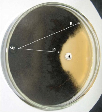 Figure 1. In vitro antifungal assays on inhibition of M. phaseolina (Mp) growth by antifungal metabolites of B. subtilis. R1 – growth of Mp; R2 – fungal growth exposed to bacterial metabolites of B. subtilis.