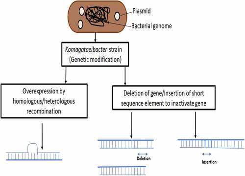 Figure 2. Genetic modification: A general scheme in K. xylinus.