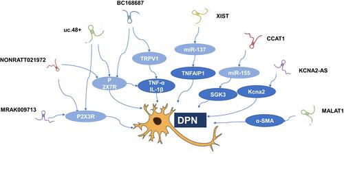 Figure 1 Related lncRNAs in diabetic peripheral neuropathy.Abbreviations: α-SMA, α-smooth muscle aorta; DPN, diabetic peripheral neuropathy; mRNA, messenger RNA; SGK3, serum and glucocorticoid regulated protein kinase 3; TNFAIP1, tumor necrosis factor, alpha-induced protein 1; TRPV1, transient receptor potential vanilloid type 1.