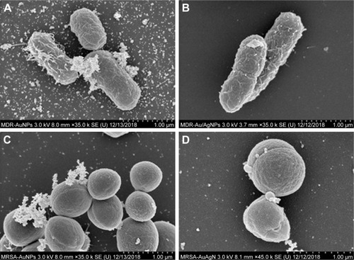 Figure 10 SEM micrographs of MDR E. coli and MRSA cells after 8 hours of treatment with AuNPs (A, C) and Ag/AuNPs (B, D), respectively.Abbreviations: AgNPs, silver nanoparticles; AuNPs, gold nanoparticles; MDR E. coli, multidrug-resistant Escherichia coli; MRSA, methicillin-resistant Staphylococcus aureus; SEM, scanning electron microscopy.