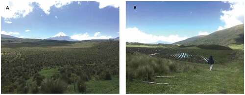 Figure 4. Change of land use in the paramo to avoid the impact of potato purple top. Left: Natural Andean paramo of the volcano Cotopaxi. Right: The same Andean paramo landscape with potato fields on the other side of the road. Pictures taken by Israel Navarrete (8th January 2020).